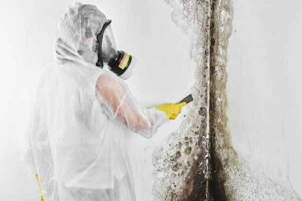 Attic Mold Removal