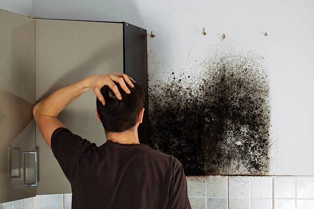 Certified Mold Removal in New Windsor, MD